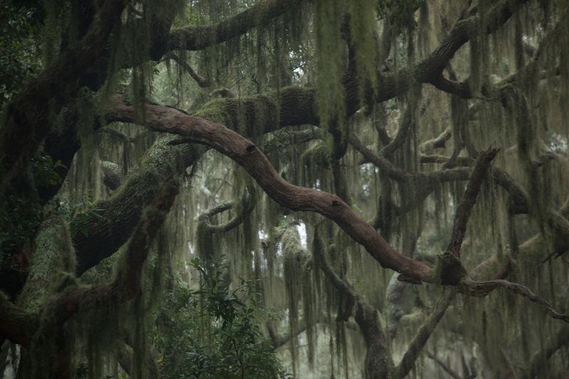 Spanish Moss Treatment
