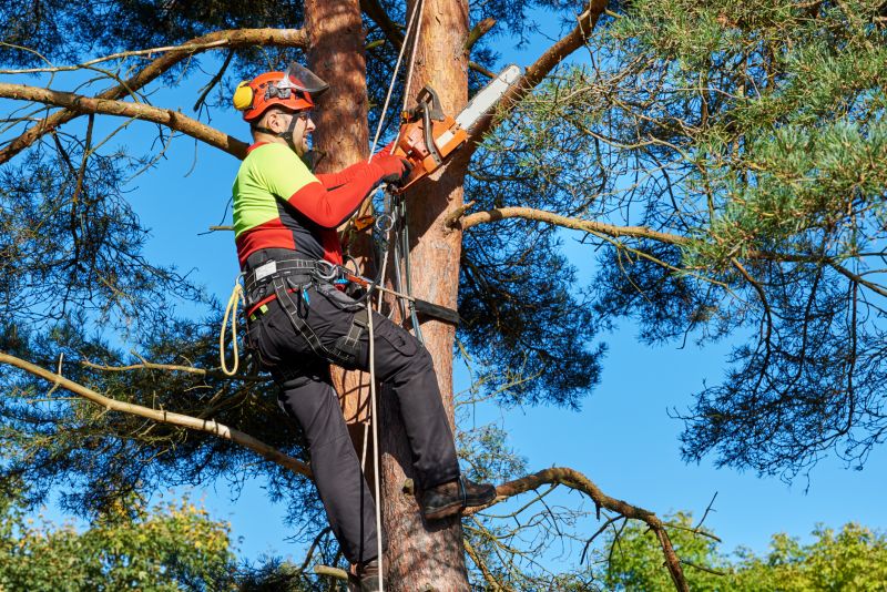 Tree Arborist Service