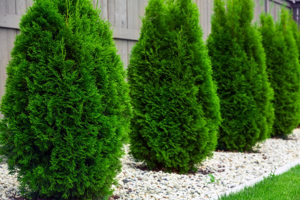 Arborvitae Planting in Flagstaff