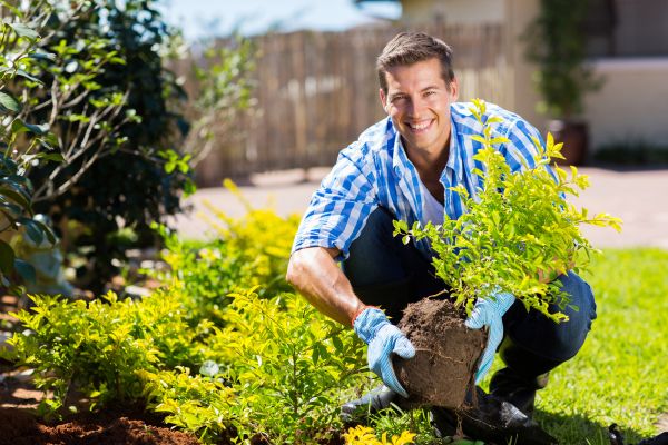 Bush Planting Service in Flagstaff