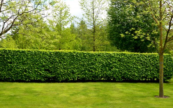 Hedge Planting in Flagstaff