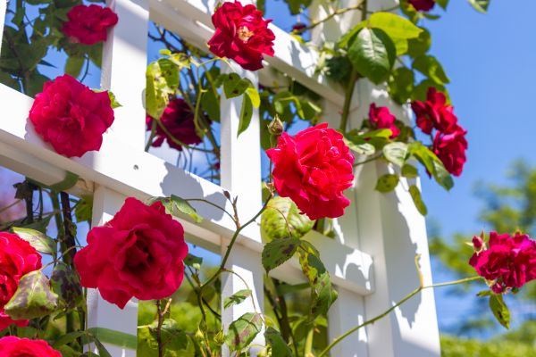 Home Gardening Service in Flagstaff