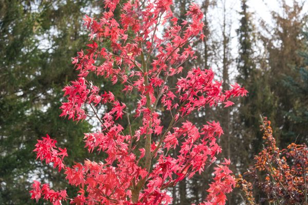 Japanese Maple Planting in Flagstaff