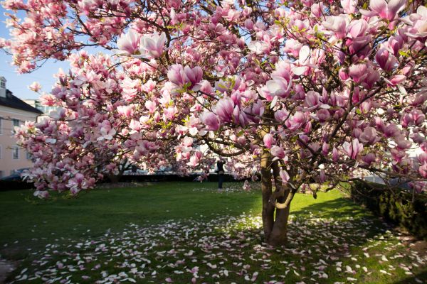 Magnolia Tree Planting in Flagstaff