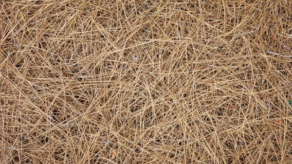 Pine Needles Delivery in Flagstaff