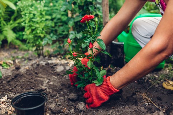 Planting Service in Flagstaff