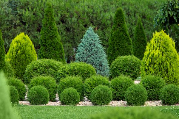Shrub Replacement in Flagstaff