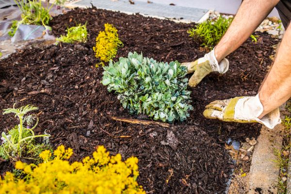 Weeding And Mulching in Flagstaff