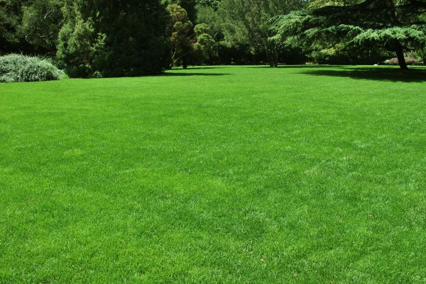 Lawn Landscaping in Flagstaff