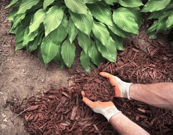 Shredded Mulch Service in Flagstaff