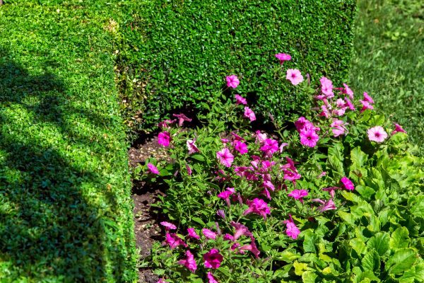 Softscaping Service in Flagstaff