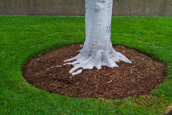Brown Mulch Installation in Flagstaff