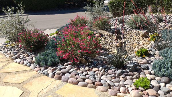 Xeriscape Landscaping in Flagstaff
