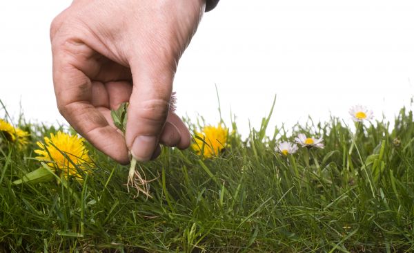 Lawn Weeding in Flagstaff