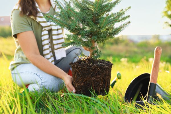 Spruce Tree Planting in Flagstaff