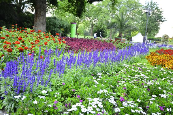 Perennials Planting in Flagstaff