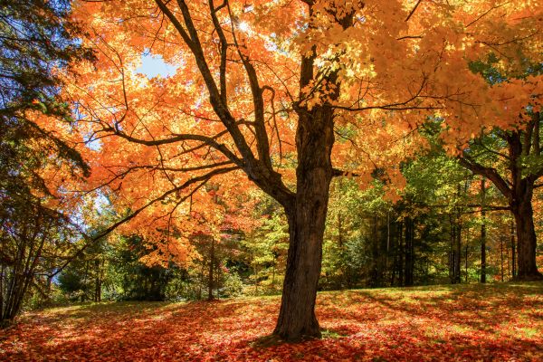 Maple Tree Planting in Flagstaff