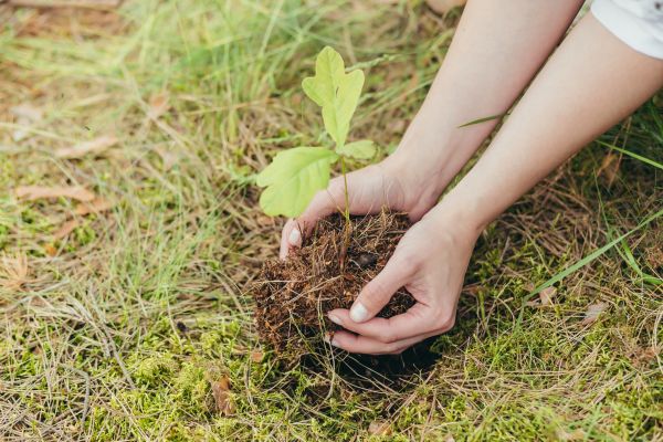 Oak Tree Planting in Flagstaff