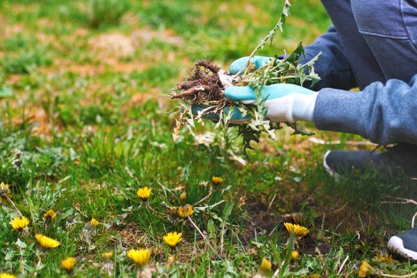Flower Bed Clearing in Flagstaff
