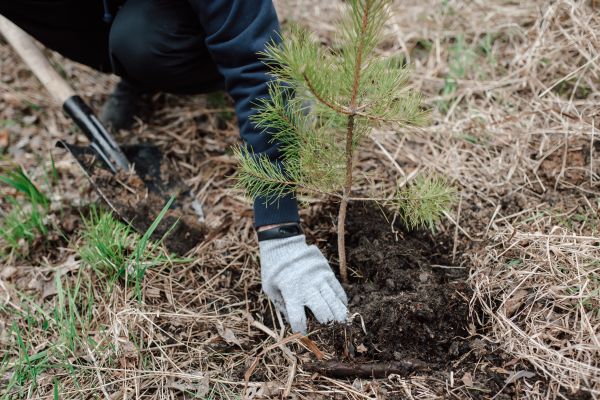 Pine Tree Planting in Flagstaff