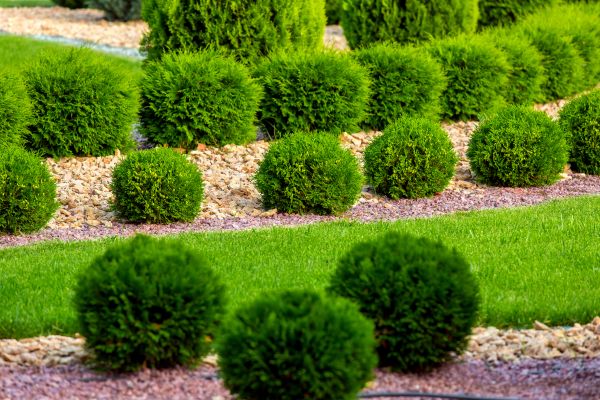 Bush Replacement in Flagstaff