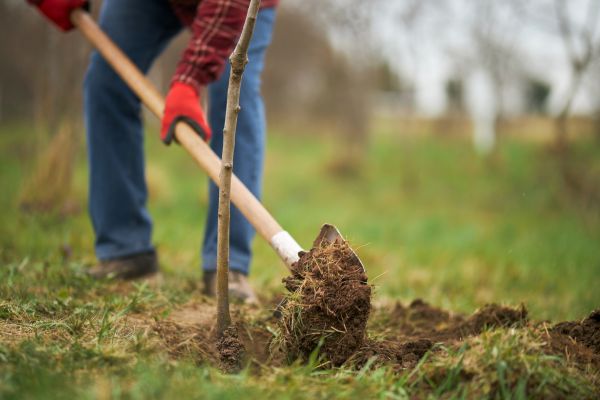 Trees Planting in Flagstaff