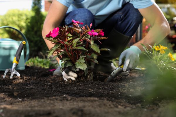 Plant Replacement in Flagstaff