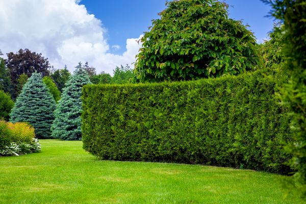 Hedge Landscaping in Flagstaff