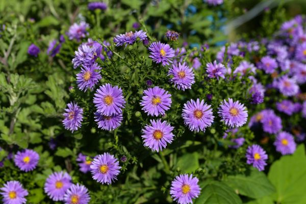 Perennial Flower Planting in Flagstaff