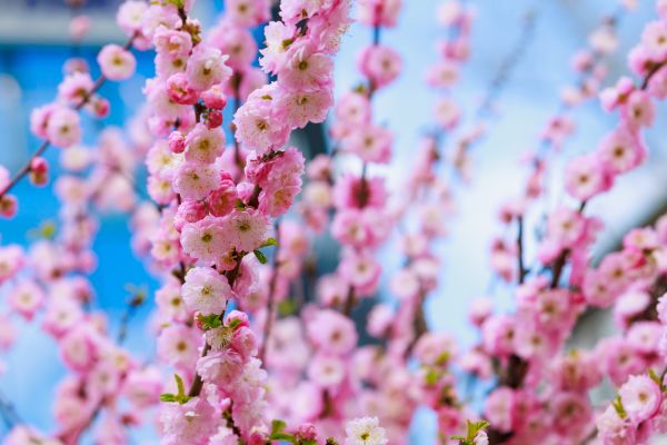 Japanese Cherry Tree Planting in Flagstaff