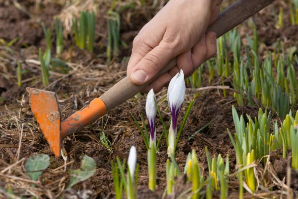 Flower Garden Weeding in Flagstaff