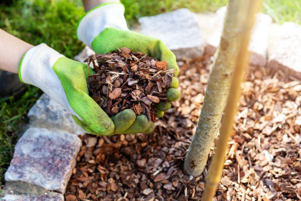 Tree Bark Delivery in Flagstaff