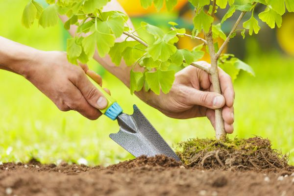 Fruit Tree Planting in Flagstaff