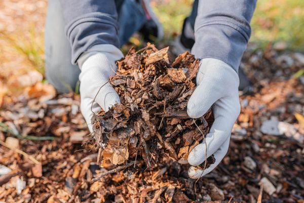 Shredded Mulch Installation in Flagstaff