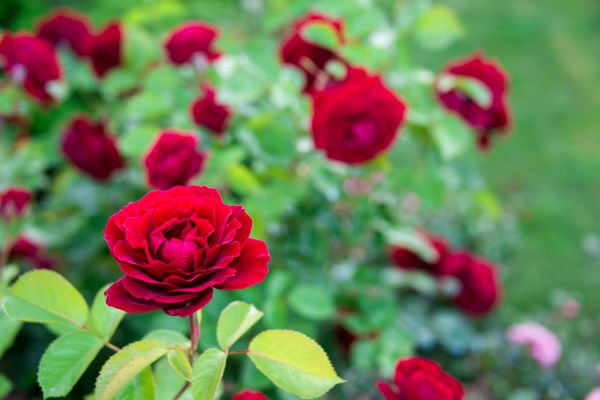 Rose Planting in Flagstaff
