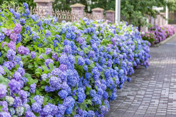 Hydrangea Landscaping in Flagstaff