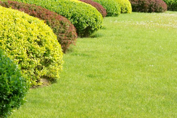 Shrubbery Planting in Flagstaff