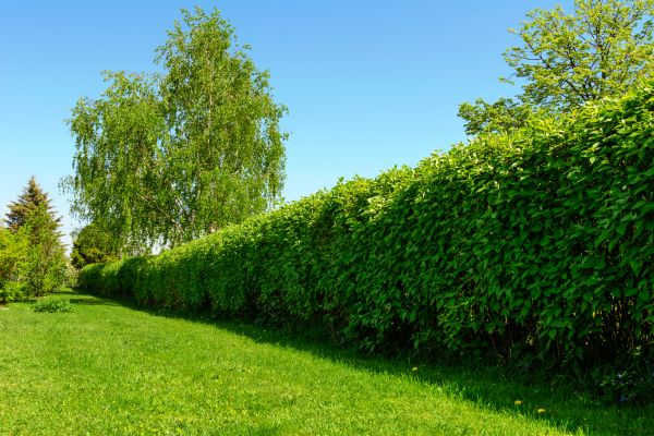Hedge Replacement in Flagstaff