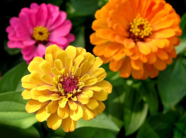 Zinnia Planting in Flagstaff