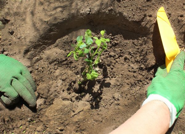 Rose Bush Planting in Flagstaff