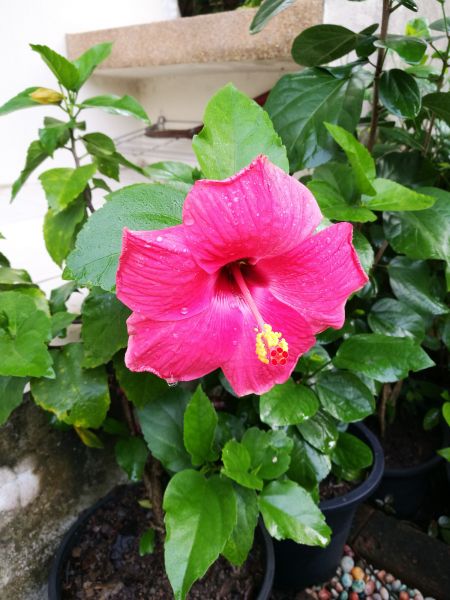 Hibiscus Planting in Flagstaff