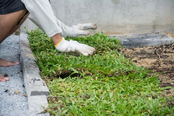 Ground Cover Planting in Flagstaff