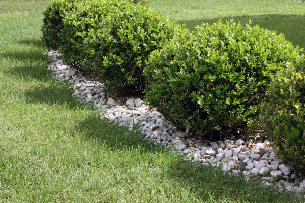 Boxwood Planting in Flagstaff