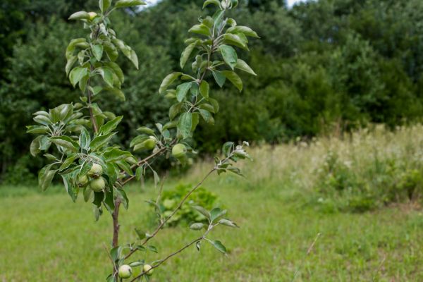 Apple Tree Planting in Flagstaff