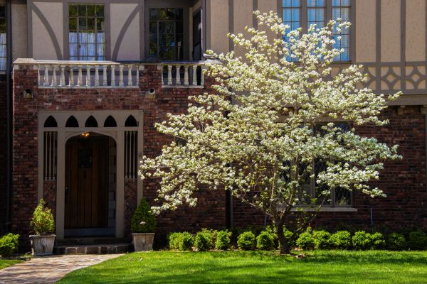 Dogwood Tree Planting in Flagstaff